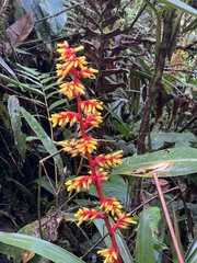 Guzmania scherzeriana