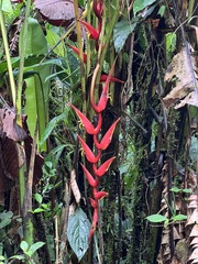 Heliconia chrysocraspeda