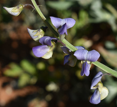 Crotalaria verrucosa