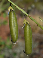 Crotalaria verrucosa