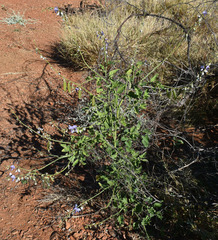 Crotalaria verrucosa
