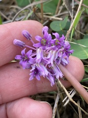 Ledebouria cooperi image