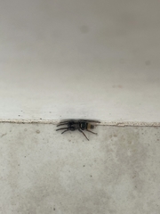 Latonigena auricomis