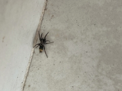 Latonigena auricomis