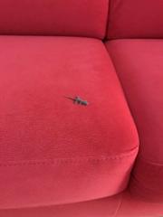 Tarentola mauritanica