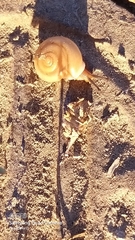 Gastropoda