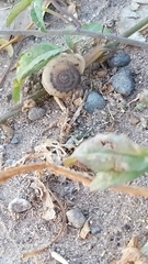 Gastropoda
