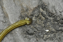 Diversibipalium multilineatum