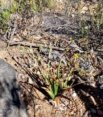 Albuca glandulosa