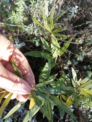 Searsia angustifolia