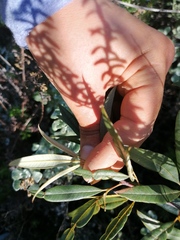 Searsia angustifolia