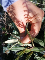 Searsia angustifolia