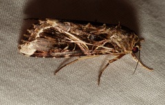 Spodoptera cosmioides