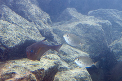 Siganus spinus