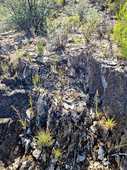 Albuca glandulosa
