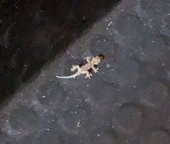 Tarentola mauritanica mauritanica