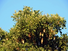 Philenoptera violacea