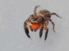 Euophrys rufibarbis