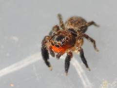 Euophrys rufibarbis