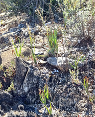 Albuca glandulosa