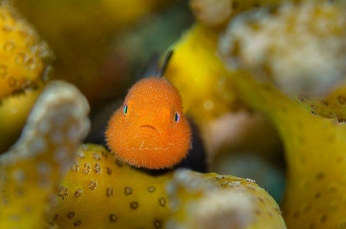 Gobiodon observed 2019-01-25