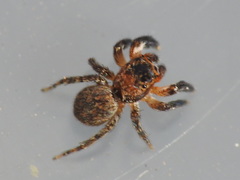 Euophrys rufibarbis