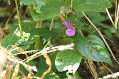 Barleria prattensis