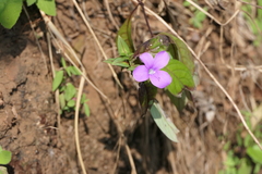 Barleria prattensis
