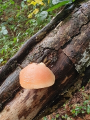 Rhodotus palmatus