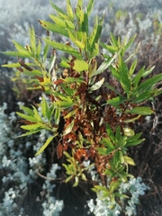 Nidorella ivifolia