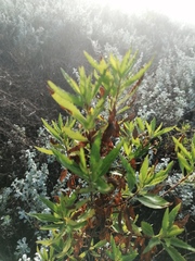 Nidorella ivifolia