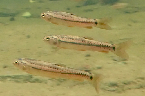 twospotted lebiasina