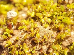 Microbryum curvicollum