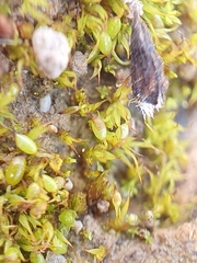 Microbryum curvicollum
