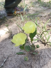 Cienfuegosia drummondii