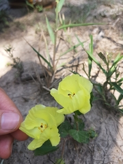 Cienfuegosia drummondii