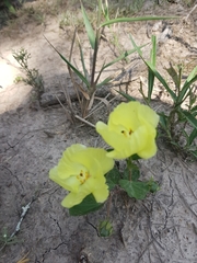 Cienfuegosia drummondii