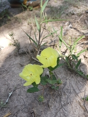 Cienfuegosia drummondii