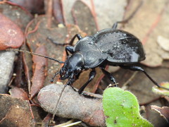 Carabus lusitanicus antiquus