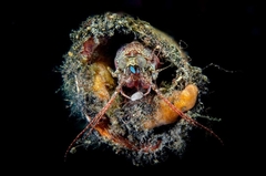 Squillidae