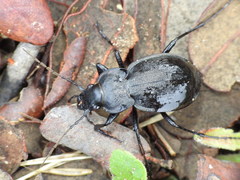 Carabus lusitanicus antiquus
