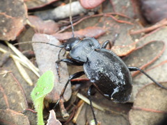 Carabus lusitanicus antiquus