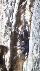 Scotophaeus quadripunctatus