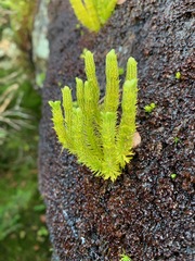 Huperzia appressa