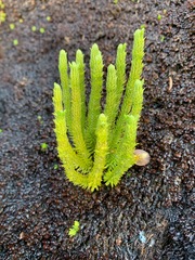 Huperzia appressa