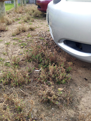 Epilobium hirtigerum