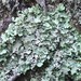 Cetrelia olivetorum - Photo (c) troy_mcmullin,  זכויות יוצרים חלקיות (CC BY-NC), הועלה על ידי troy_mcmullin
