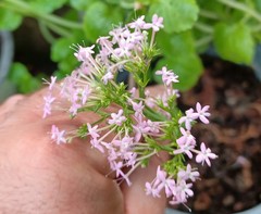 Centranthus macrosiphon