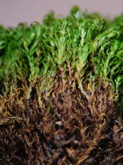 Hydrogonium croceum