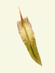 Hydrogonium croceum